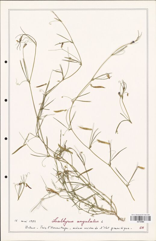 Lathyrus angulatus  (Fabaceae)