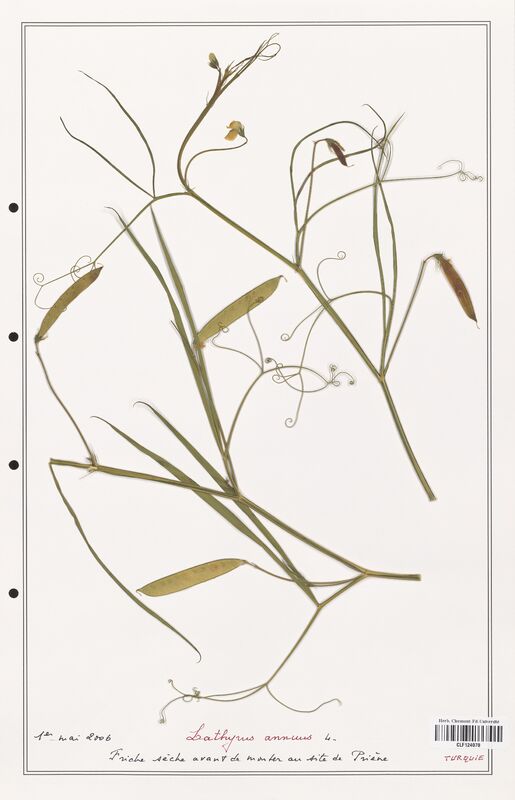 Lathyrus annuus  (Fabaceae)