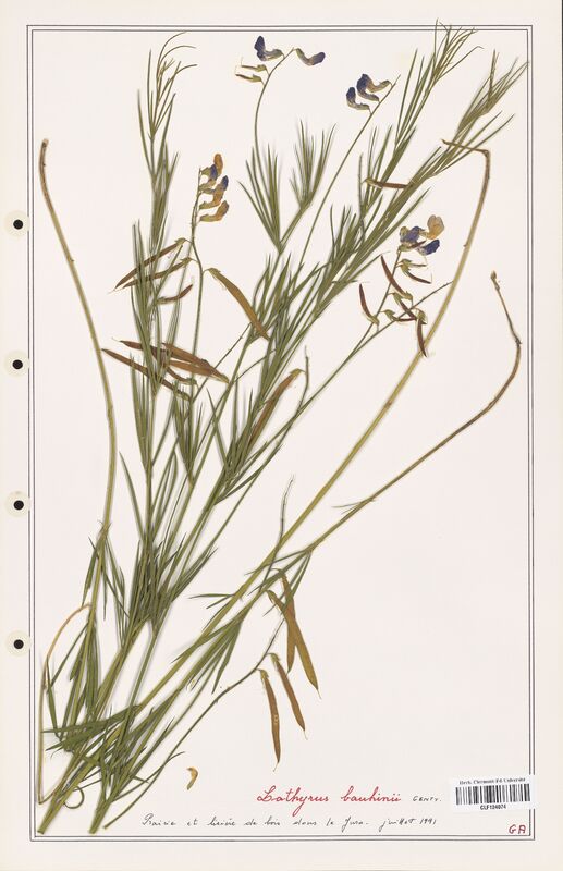 Lathyrus bauhinii  (Fabaceae)