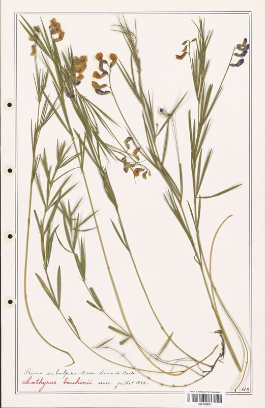 Lathyrus bauhinii  (Fabaceae)