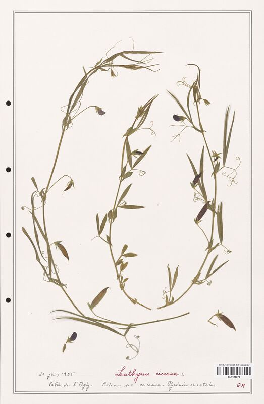 Lathyrus cicerea  (Fabaceae)