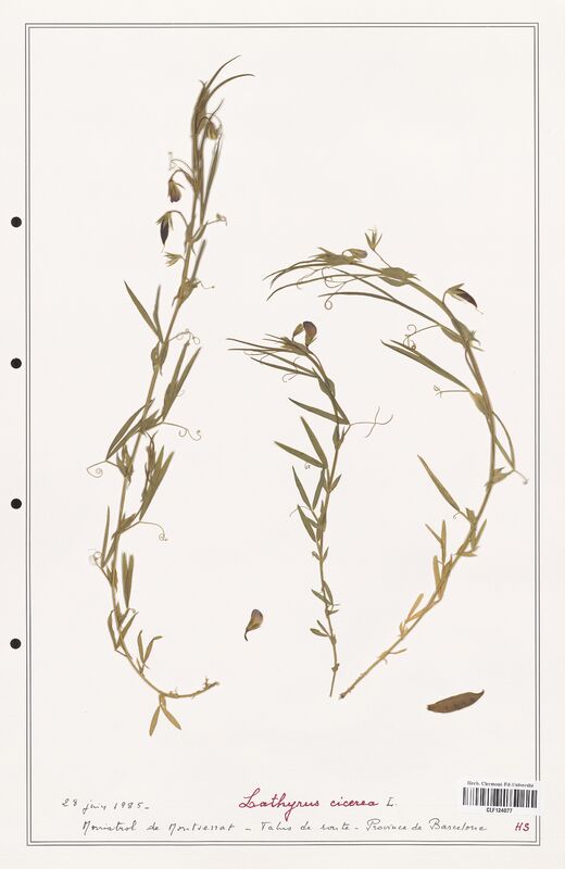 Lathyrus cicerea  (Fabaceae)