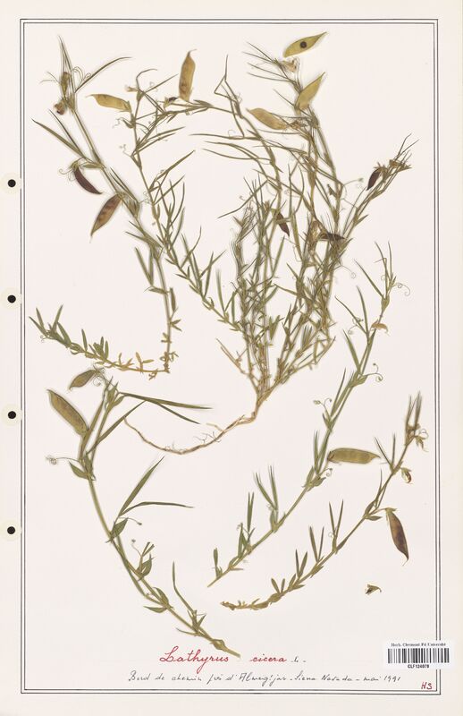 Lathyrus cicerea  (Fabaceae)