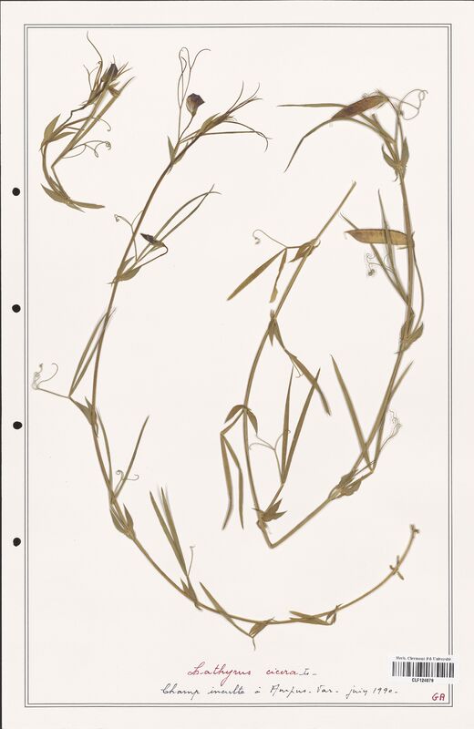 Lathyrus cicerea  (Fabaceae)