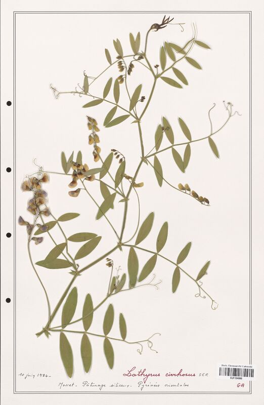 Lathyrus cirrhosus  (Fabaceae)