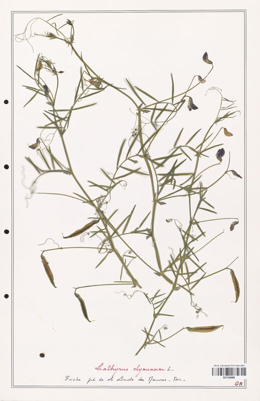 Lathyrus clymenum  (Fabaceae)