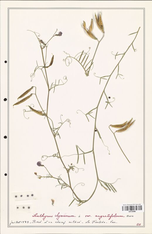 Lathyrus clymenum  (Fabaceae)