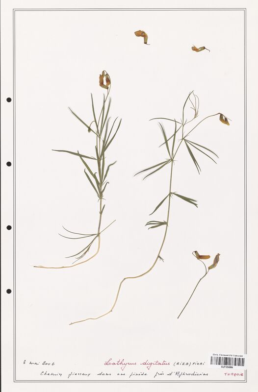 Lathyrus digitatus  (Fabaceae)