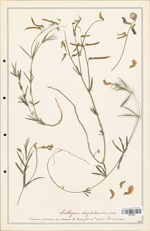 Lathyrus digitatus  (Fabaceae)