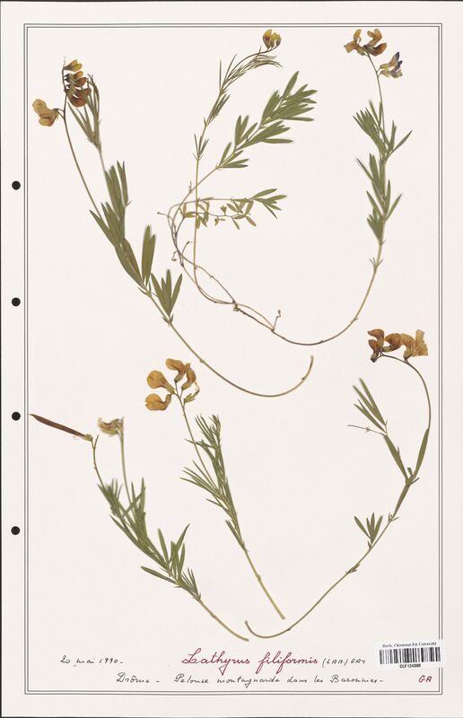 Lathyrus filiformis  (Fabaceae)