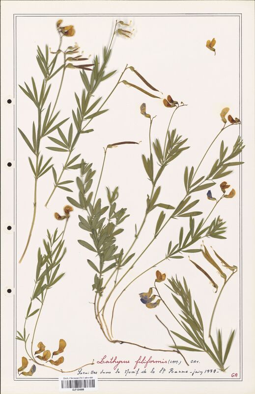 Lathyrus filiformis  (Fabaceae)