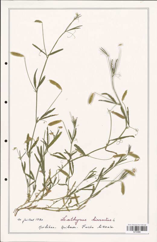 Lathyrus hirsutus  (Fabaceae)