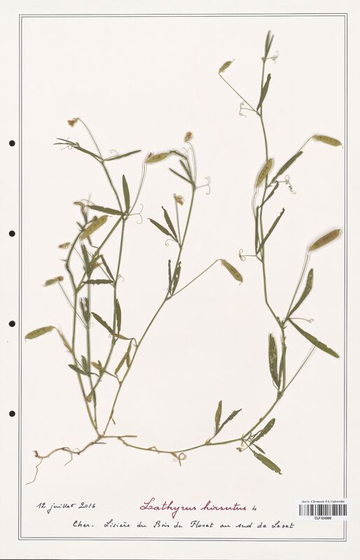 Lathyrus hirsutus  (Fabaceae)