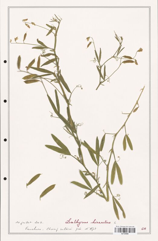 Lathyrus hirsutus  (Fabaceae)