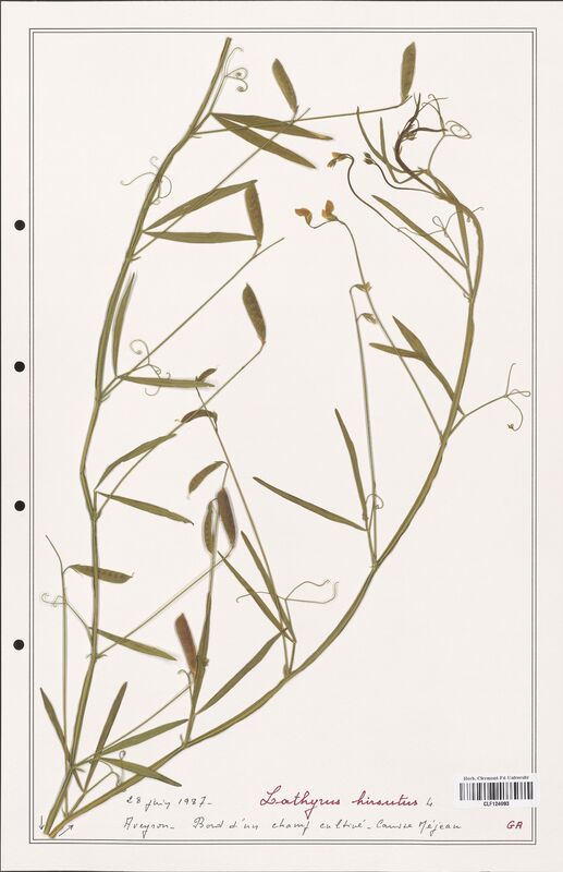 Lathyrus hirsutus  (Fabaceae)