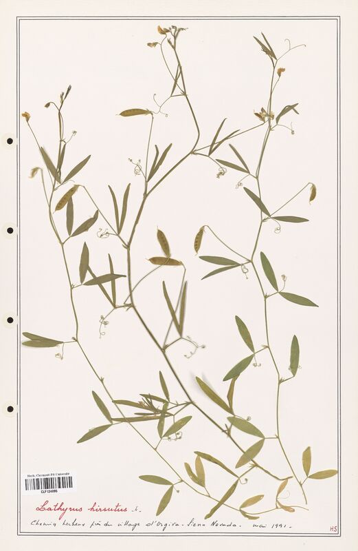 Lathyrus hirsutus  (Fabaceae)