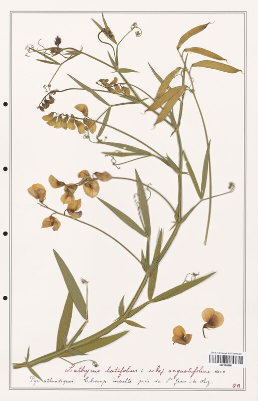 Lathyrus latifolius  (Fabaceae)