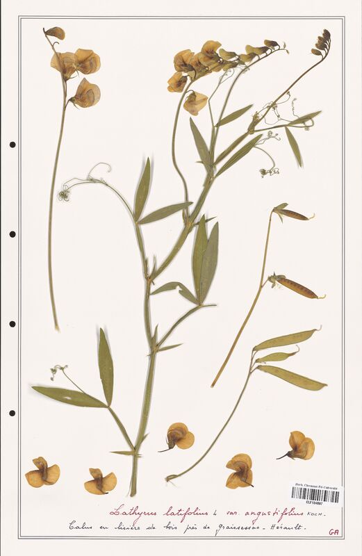 Lathyrus latifolius  (Fabaceae)