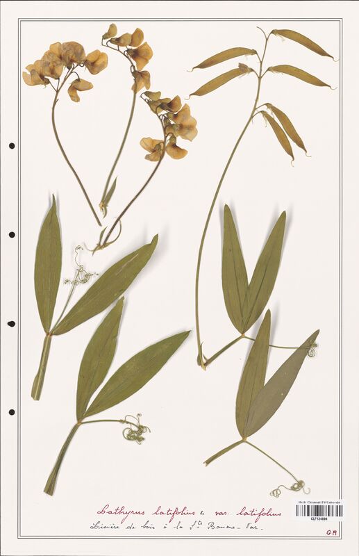 Lathyrus latifolius  (Fabaceae)