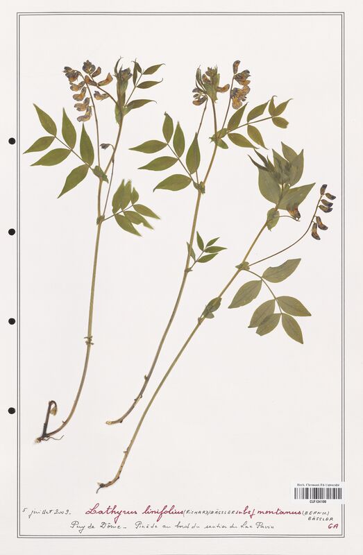 Lathyrus linifolius  (Fabaceae)