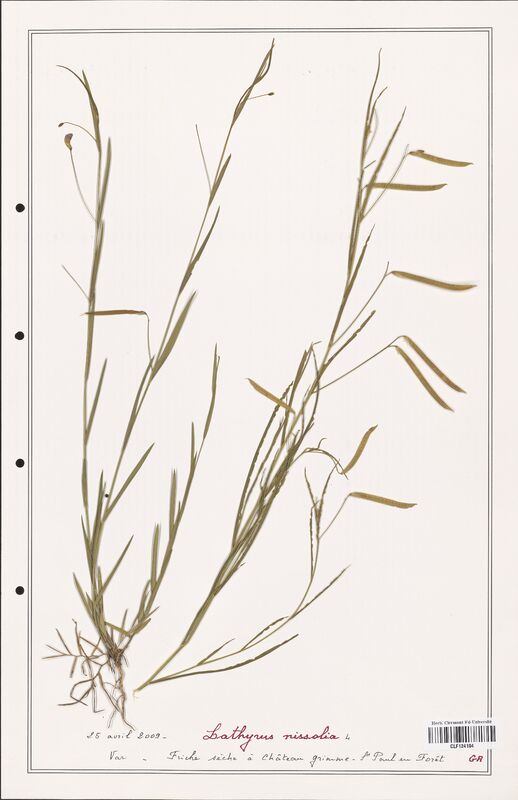 Lathyrus nissolia  (Fabaceae)