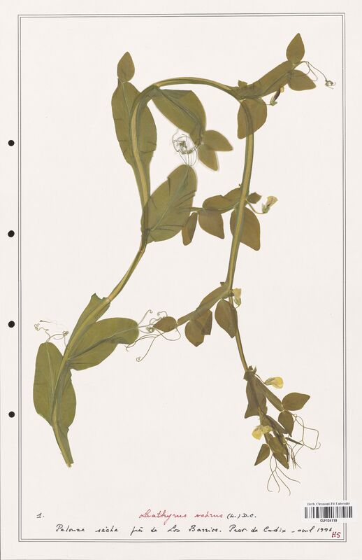 Lathyrus ochrus  (Fabaceae)