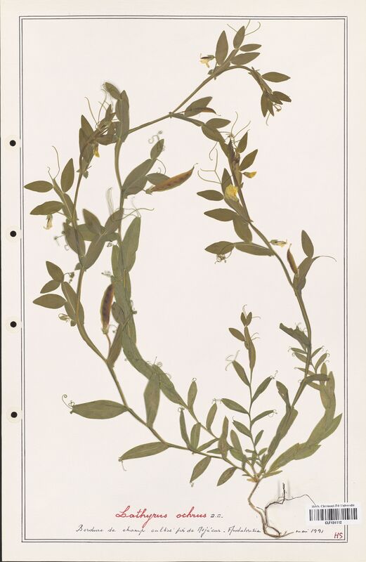 Lathyrus ochrus  (Fabaceae)