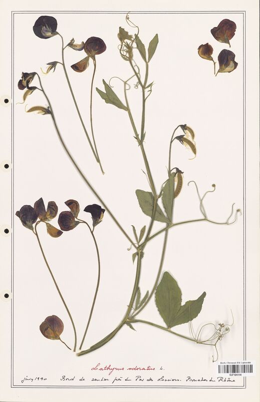 Lathyrus odoratus  (Fabaceae)