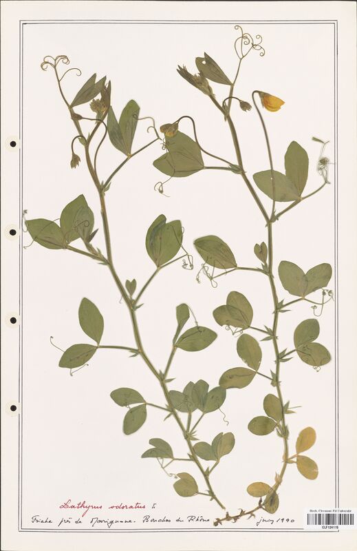 Lathyrus odoratus  (Fabaceae)