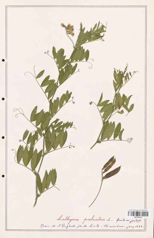 Lathyrus palustre  (Fabaceae)