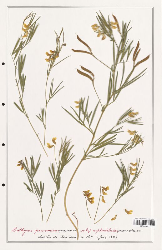 Lathyrus pannonicus  (Fabaceae)