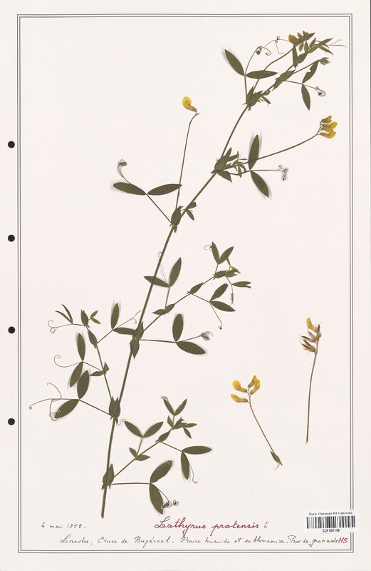 Lathyrus pratensis  (Fabaceae)