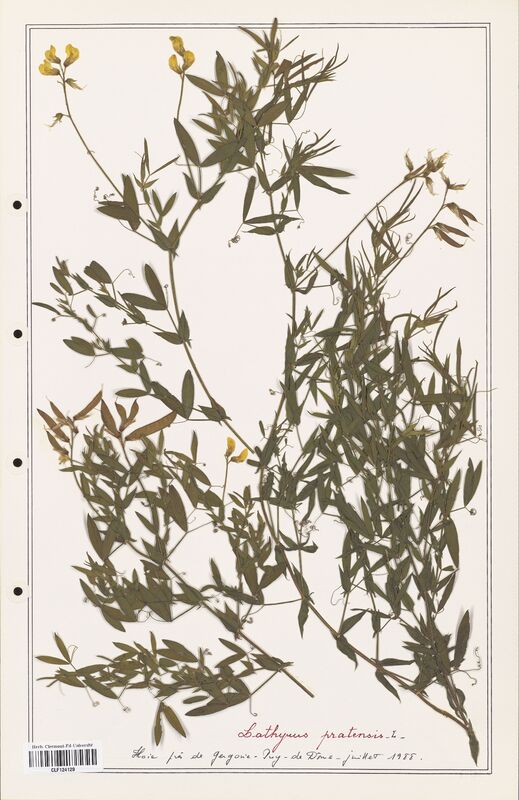 Lathyrus pratensis  (Fabaceae)