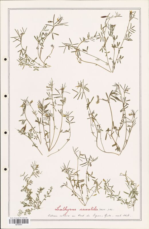 Lathyrus saxatilis  (Fabaceae)