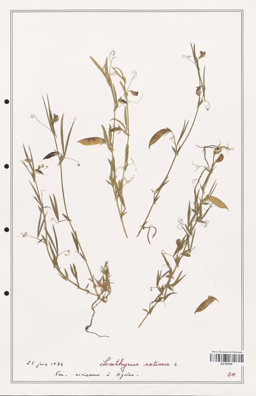 Lathyrus sativus  (Fabaceae)