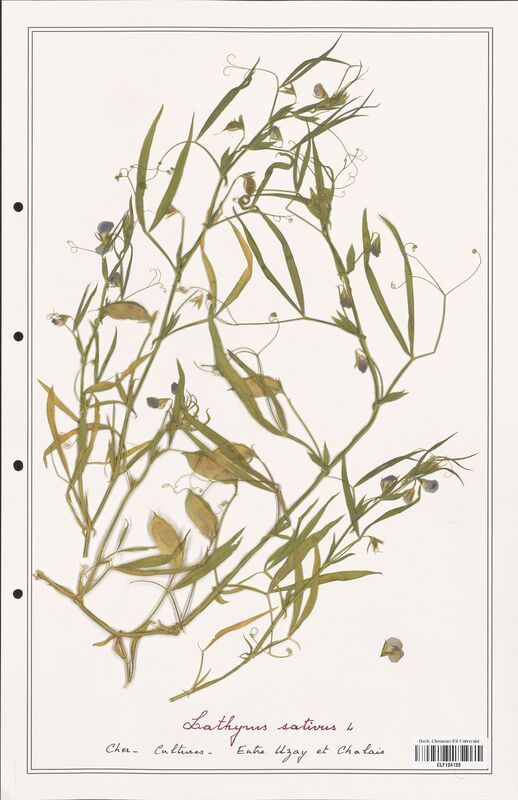 Lathyrus sativus  (Fabaceae)