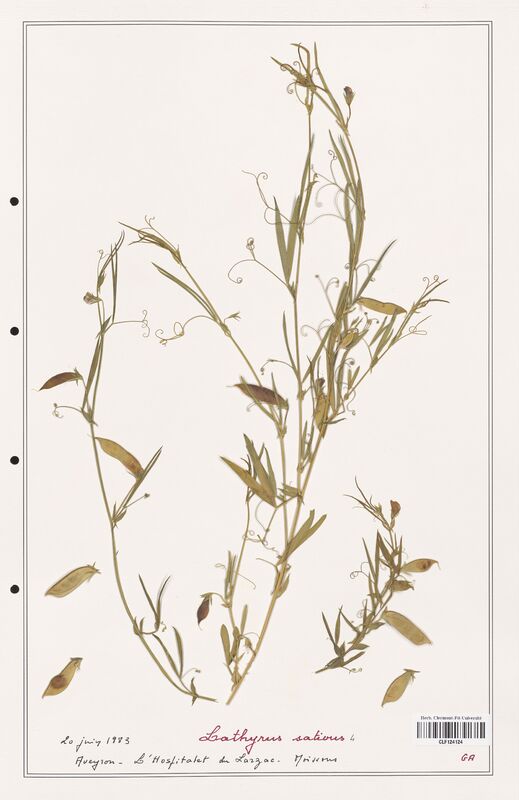 Lathyrus sativus  (Fabaceae)