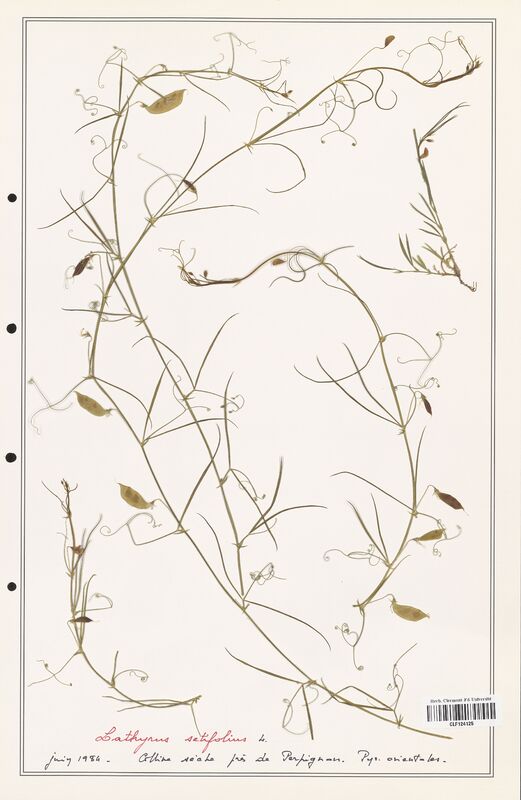 Lathyrus setifolius  (Fabaceae)