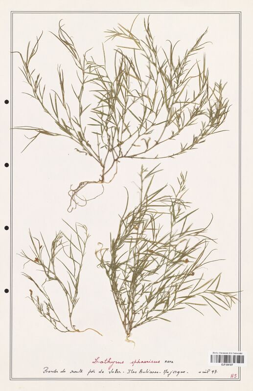 Lathyrus sphaericus  (Fabaceae)