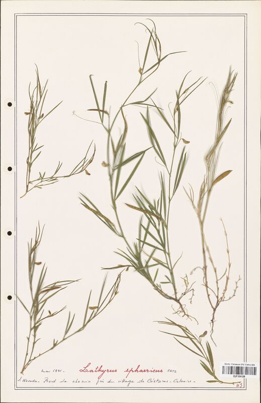 Lathyrus sphaericus  (Fabaceae)