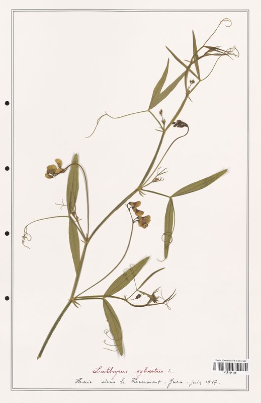 Lathyrus sylvestris  (Fabaceae)