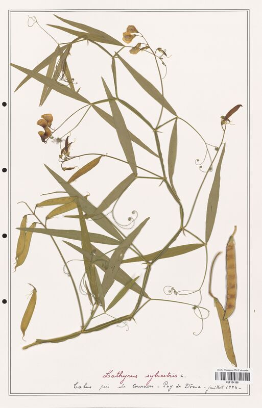 Lathyrus sylvestris  (Fabaceae)