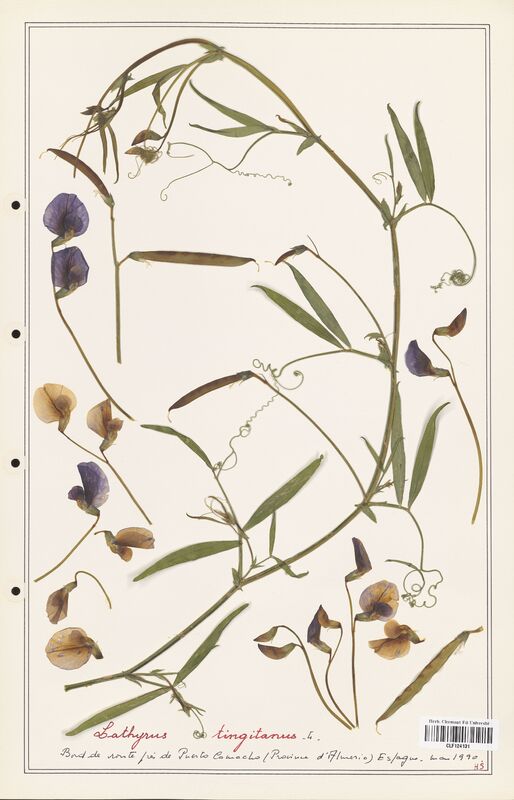 Lathyrus tingitanus  (Fabaceae)