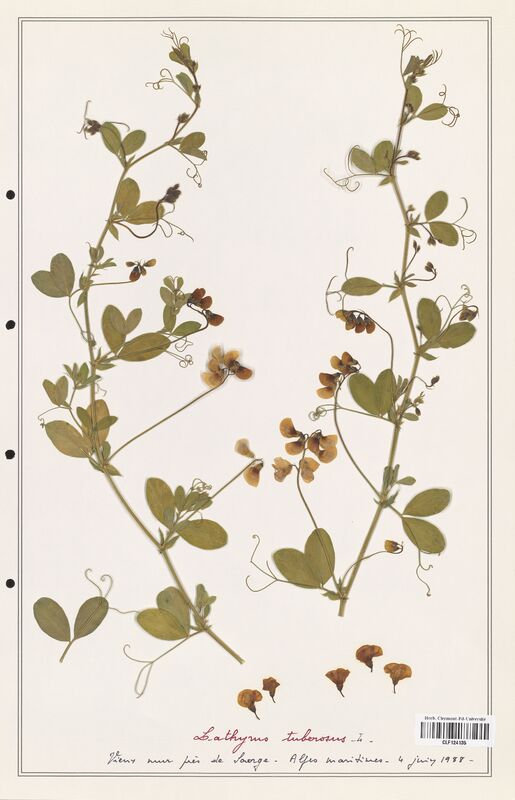 Lathyrus tuberosus  (Fabaceae)