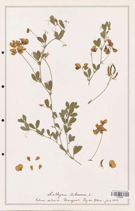 Lathyrus tuberosus  (Fabaceae)