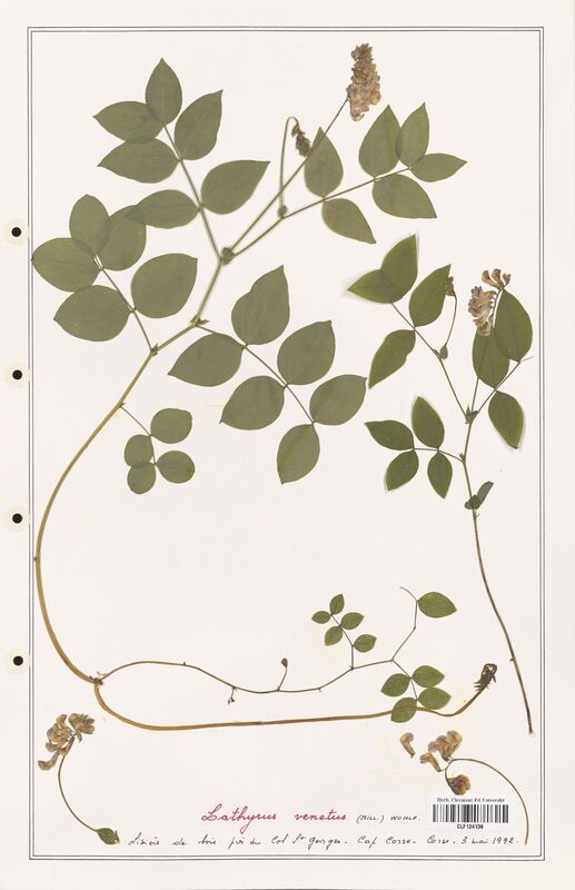 Lathyrus venetus  (Fabaceae)