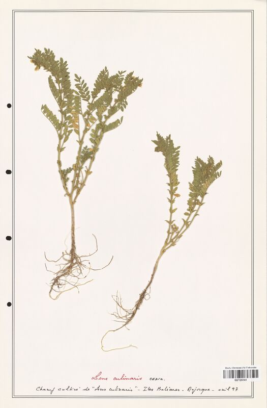 Lens culinaris  (Fabaceae)