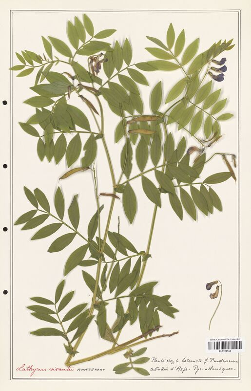 Lathyrus vivantii  (Fabaceae)