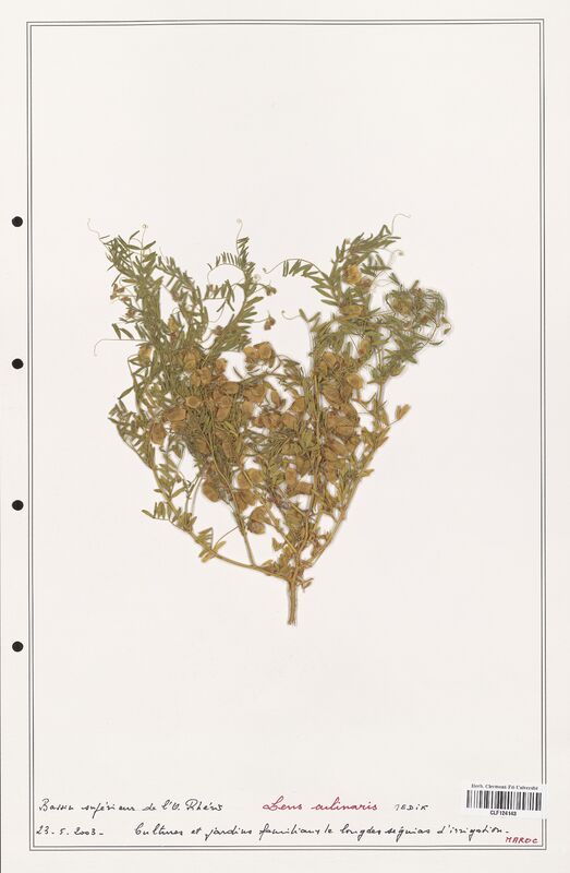 Lens culinaris  (Fabaceae)