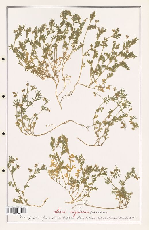 Lens nigriscans  (Fabaceae)